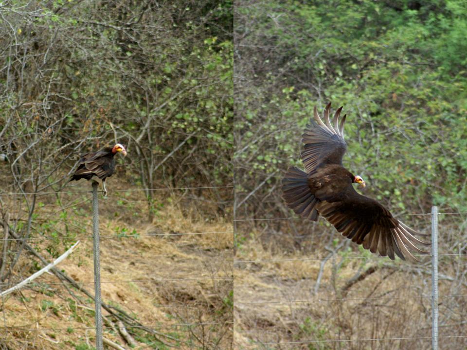 FIGURE 2 FIGURE 2